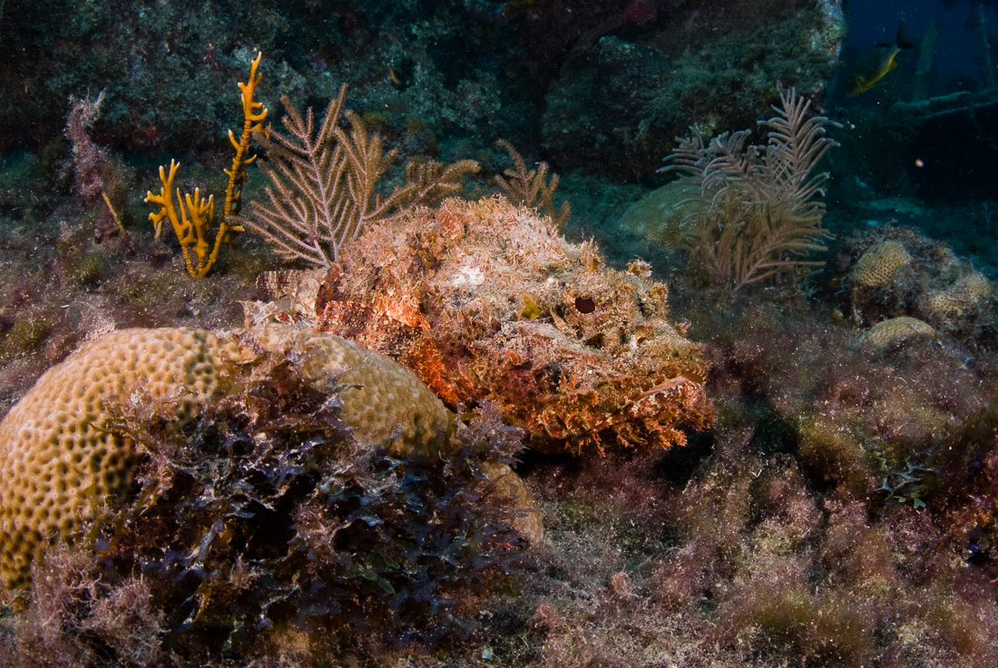  Scorpion Fish 
