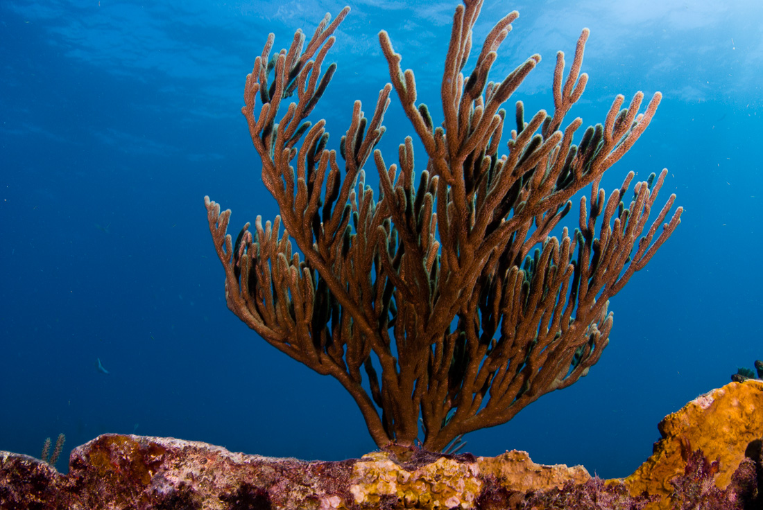  Gorgonian 