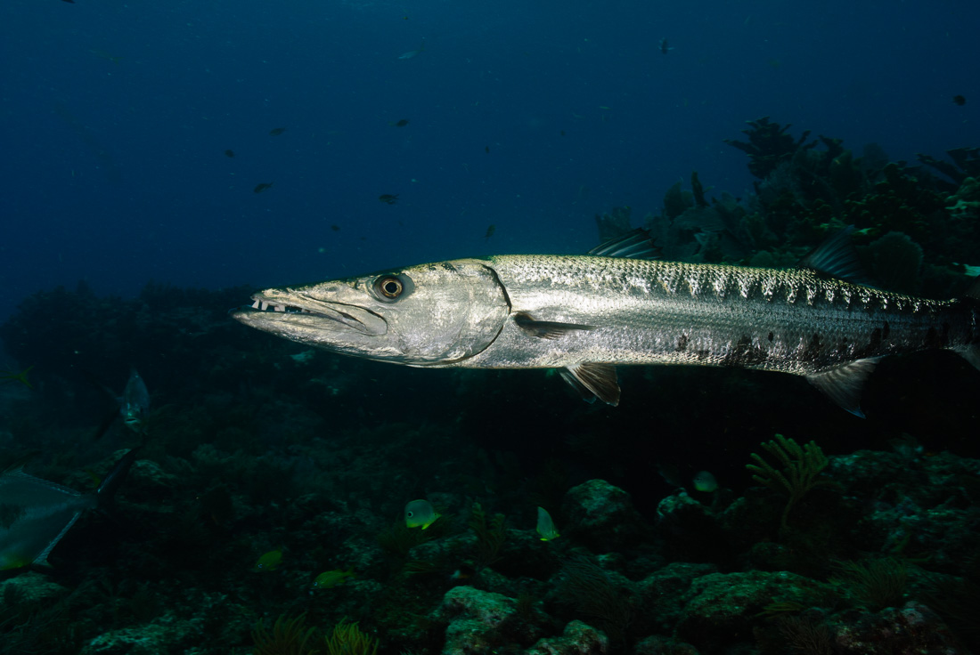  Barracuda 