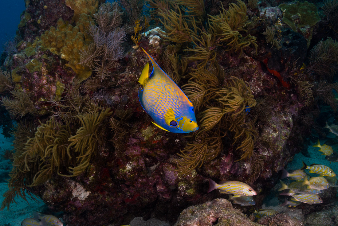  Queen Angelfish 