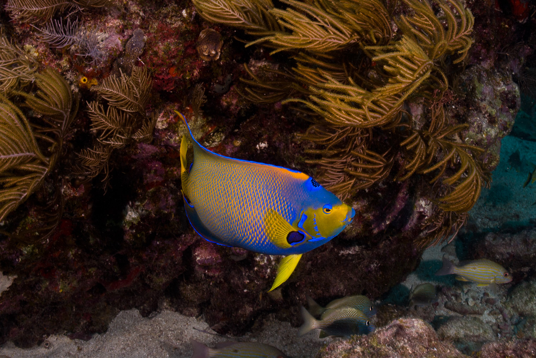  Queen Angelfish 