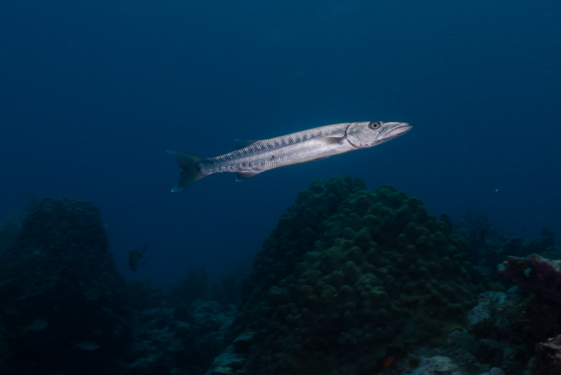  Barracuda 