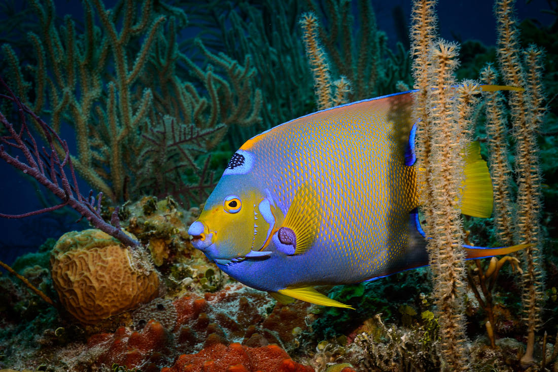  Queen Angelfish 