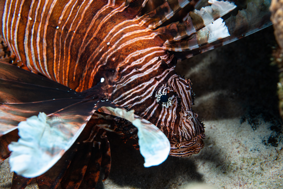  Lionfish 