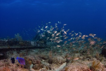  School of Snappers 