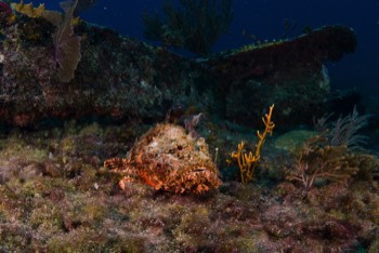  Scorpion Fish 