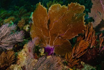  Purple Sea Fan 