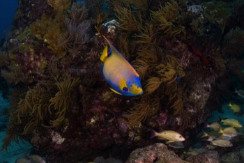  Queen Angelfish 