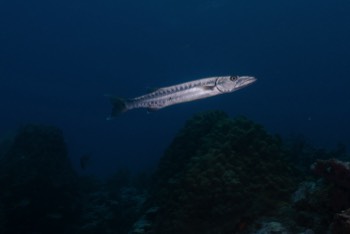  Barracuda 