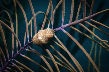  Flamingo Tongue 