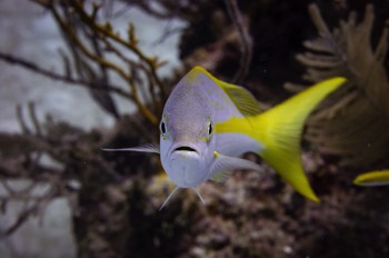  Yellowtail Snapper 