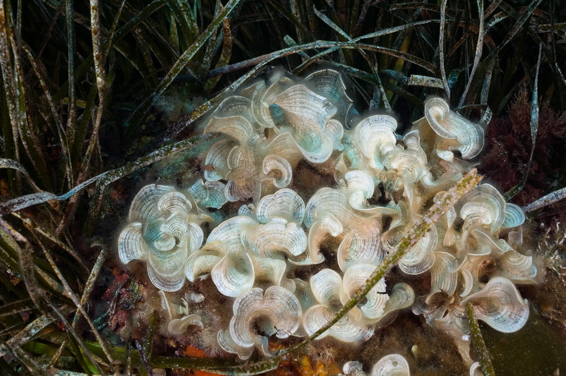  Peacocks tail (Padina pavonica) 