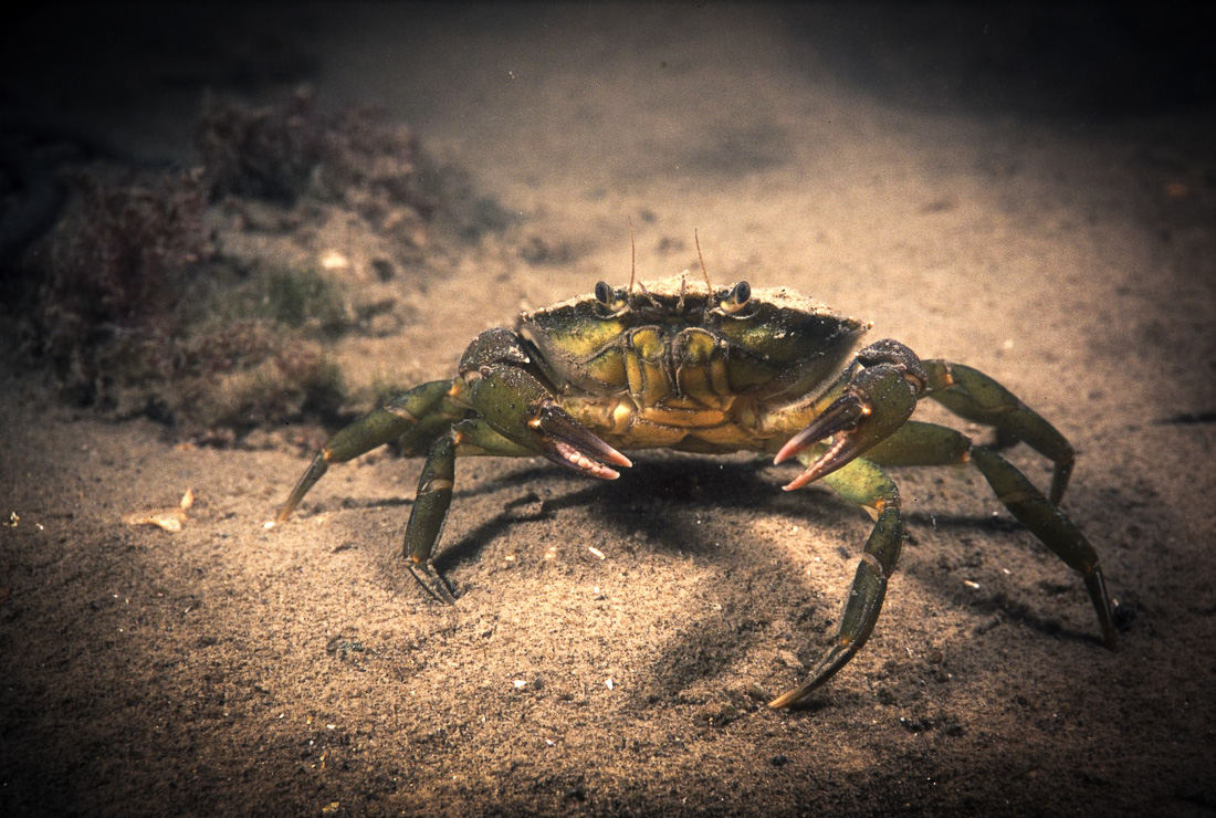  Strandkrab 