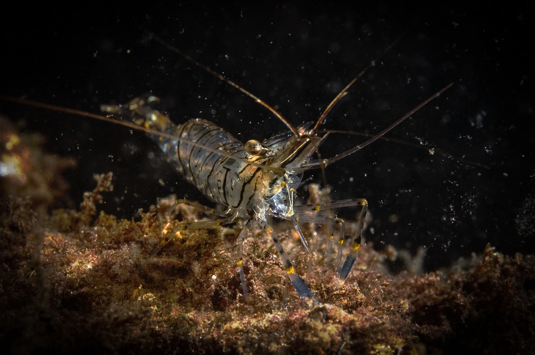  Gezaagde Steurgarnaal 