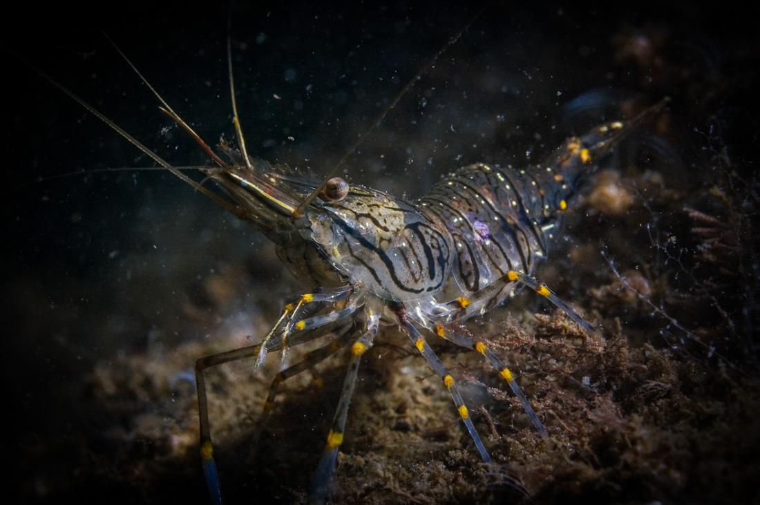  Gezaagde Steurgarnaal 