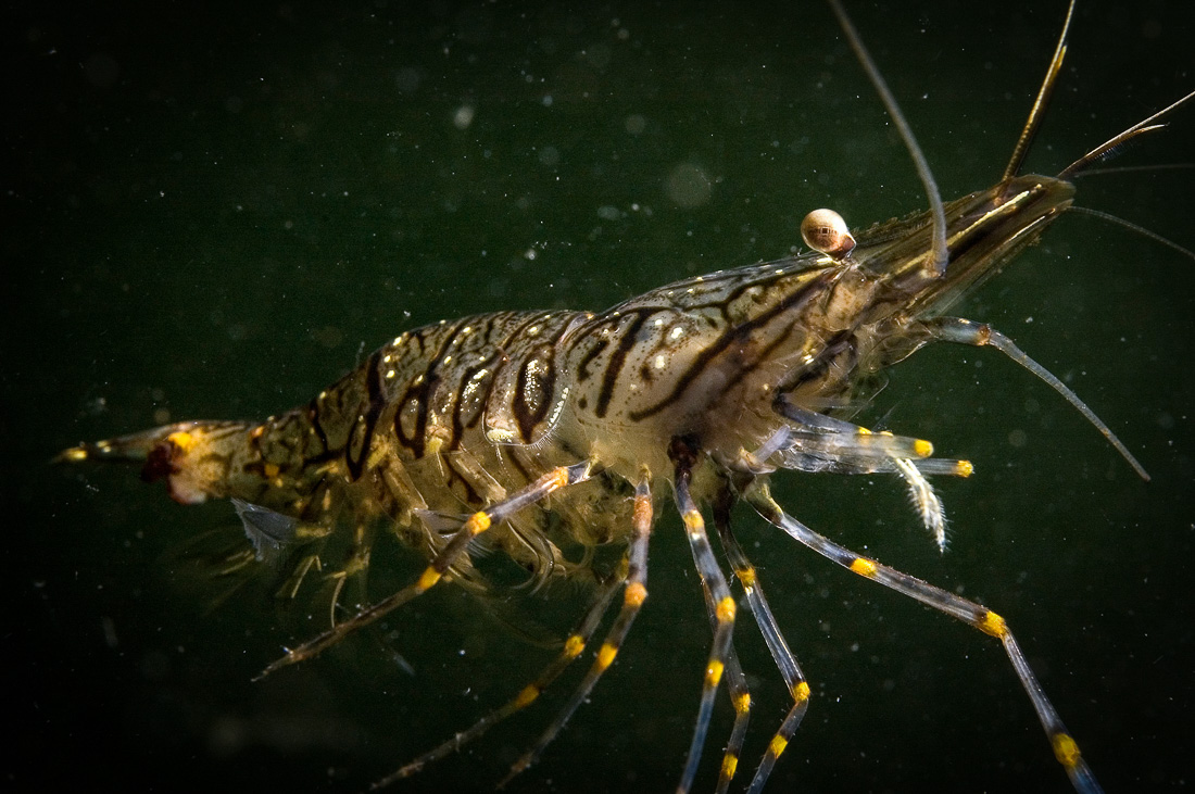 Gezaagde Steurgarnaal 