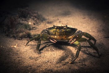  Strandkrab 