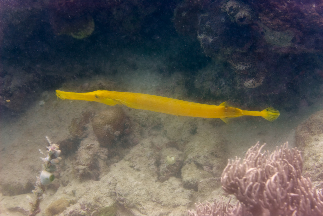  Yellow Trumpetfish 