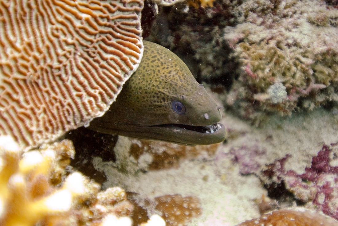  Giant Moray 