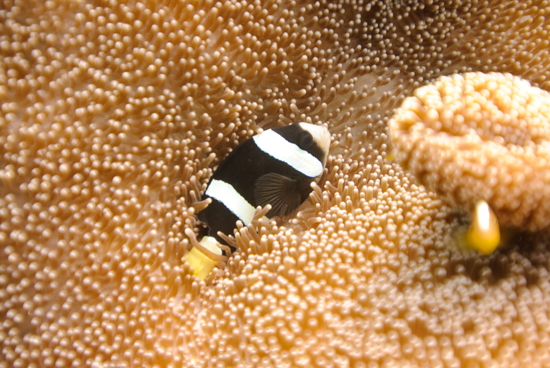  Clark's anemonefish 