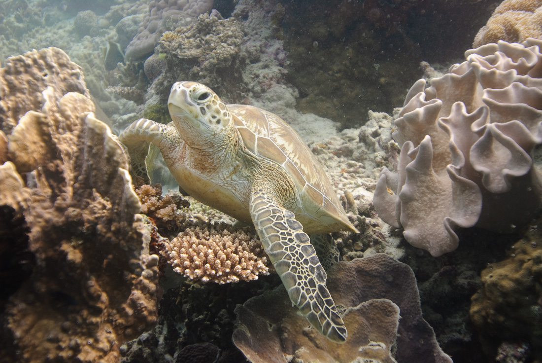  Green Sea Turtle 
