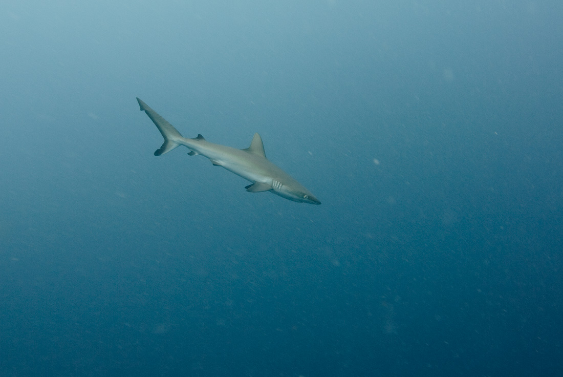  Gray Reef Shark 