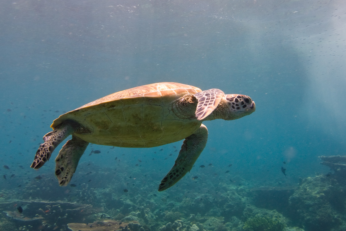  Green Sea Turtle 