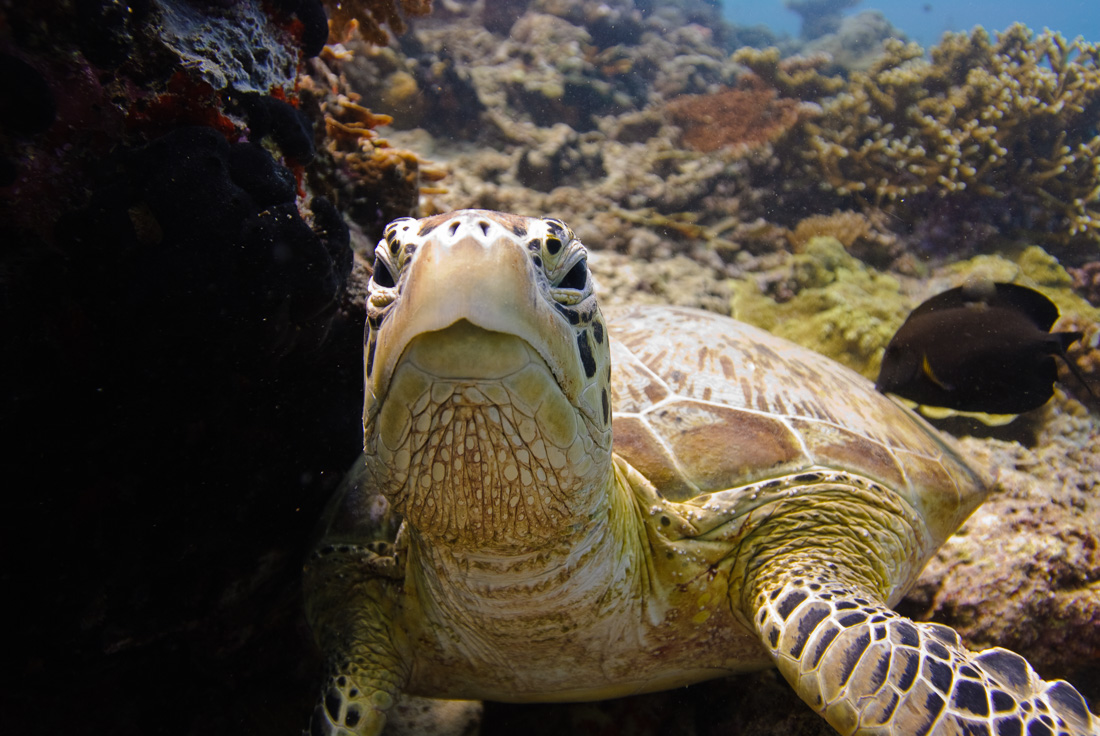  Green Sea Turtle 