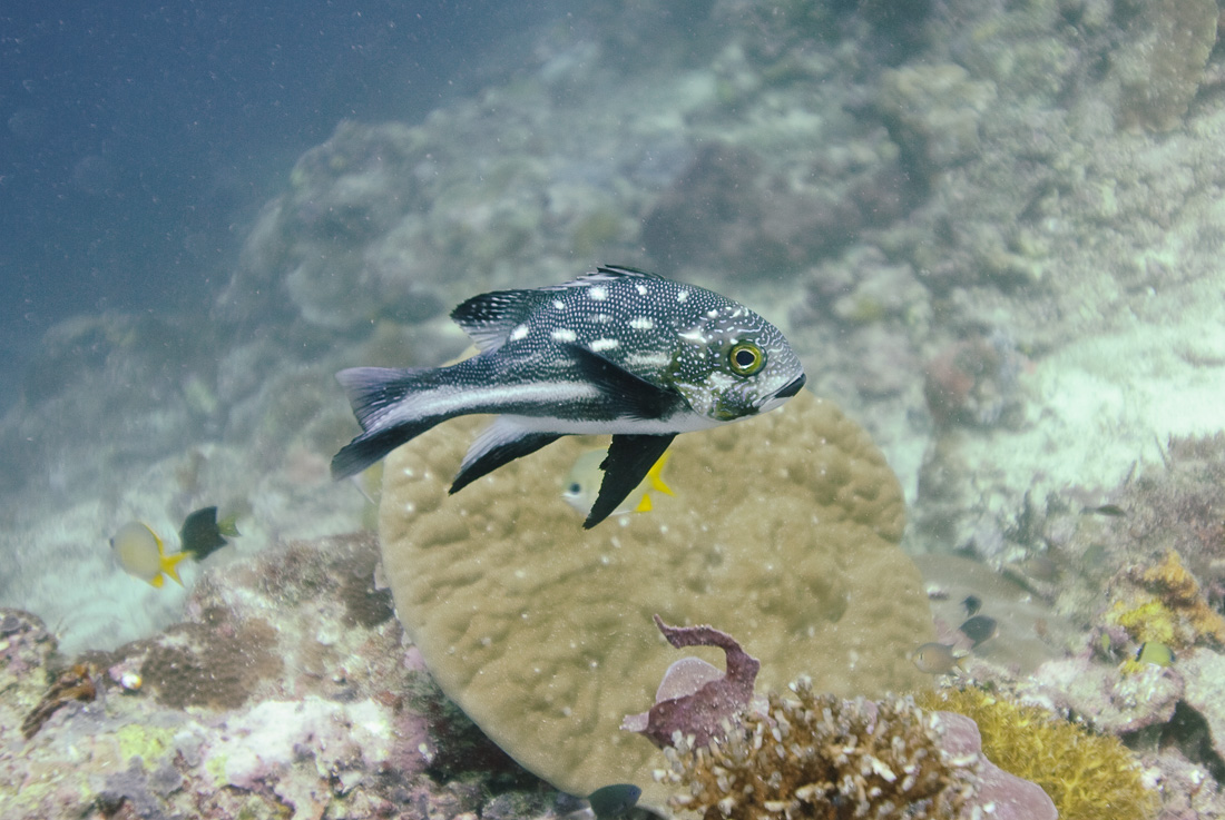  Black and White Snapper 