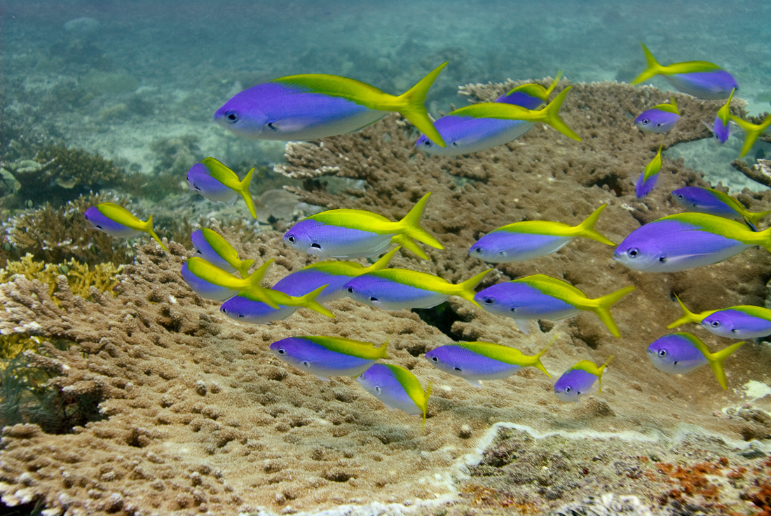  Yellowtailed Fusileer 