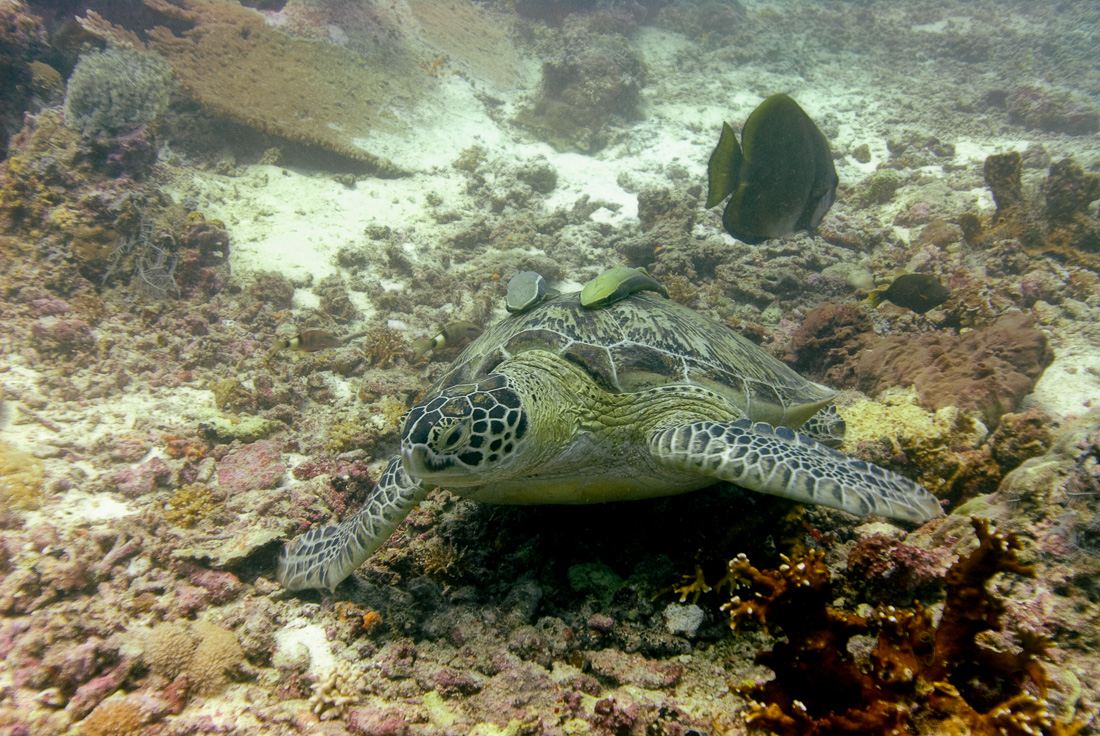  Green Sea Turtle 