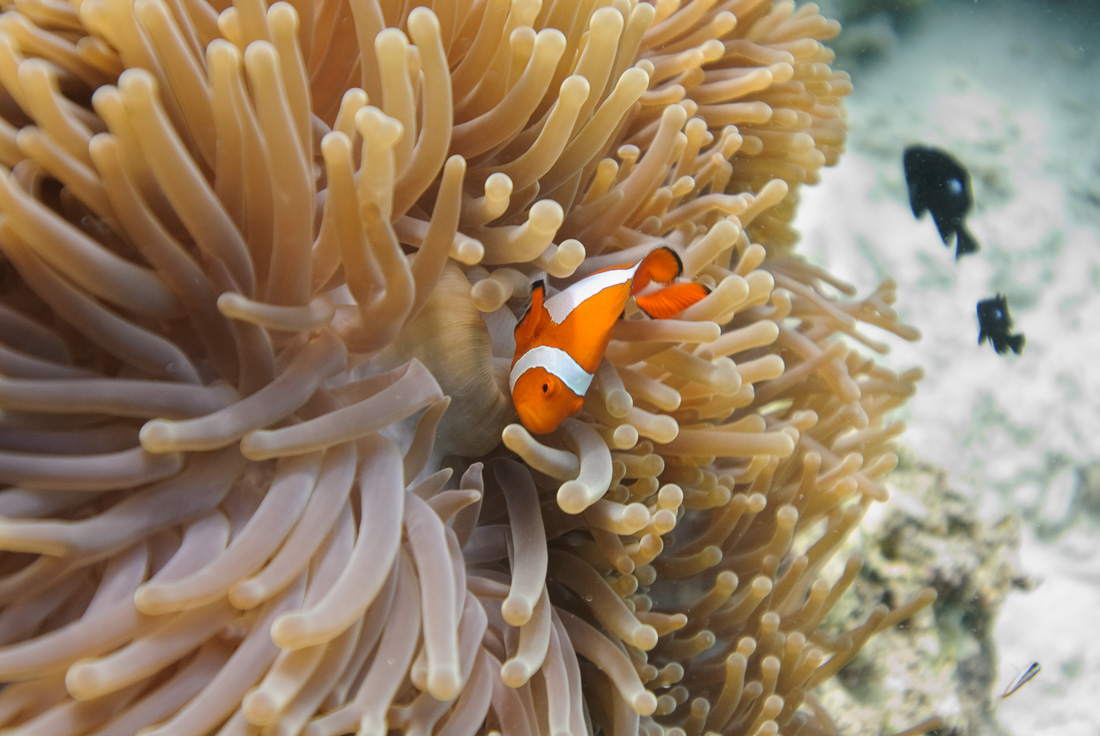  Clown Anemone Fish 