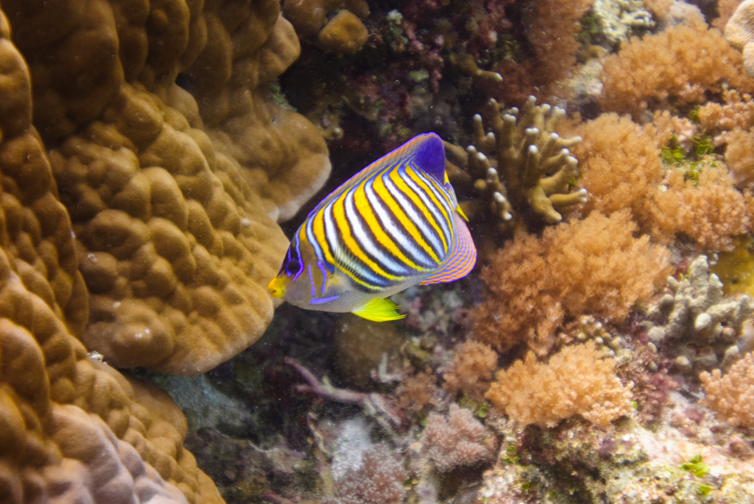  Royal Angelfish 