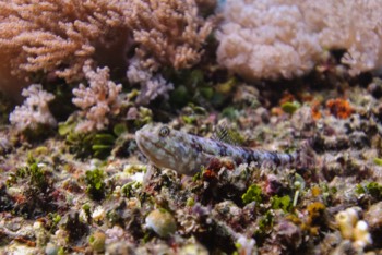  Banded Lizardfish 