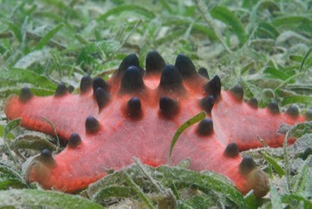  Horned Sea Star 