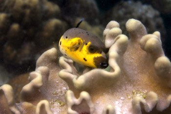  Black Spotted Pufferfish 