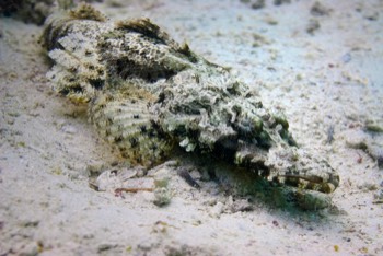  Crocodile Fish 