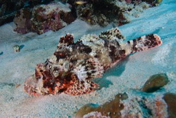  Flathead Scorpionfish 