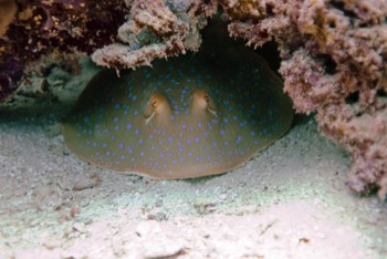  Bluespotted Stingray 