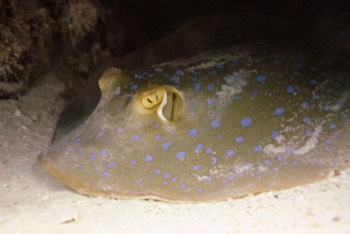  Bluespotted Stingray 