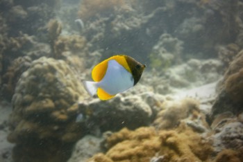  Pyramid Butterflyfish 