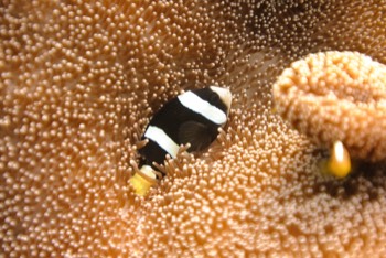  Clark's anemonefish 