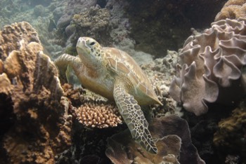  Green Sea Turtle 