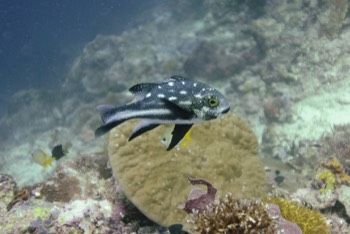  Black and White Snapper 