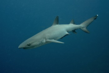  White tipped reef shark 