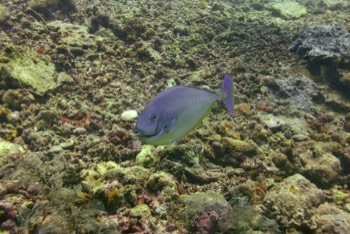  Bluespine Unicornfish 