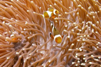  Clown Anemone Fish 