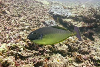  Bluespine Unicornfish 