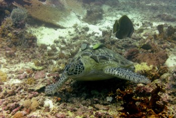  Green Sea Turtle 