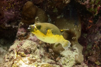  Black Spotted Pufferfish 